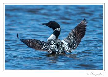 common loon wing spread 4e.jpg